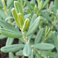 Andromeda polifolia 'Blue Ice'